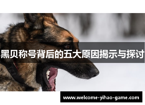 黑贝称号背后的五大原因揭示与探讨